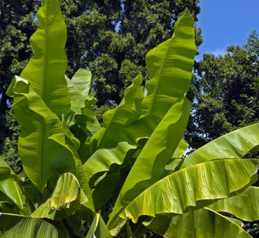 Musa Spp - Banana Tree